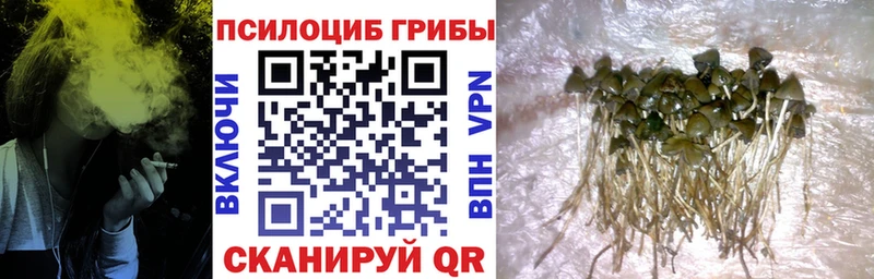 сколько стоит  Севск  Галлюциногенные грибы MAGIC MUSHROOMS 